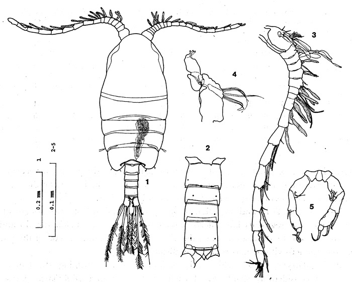 Species Metacalanus acutioperculum - Plate 3 of morphological figures