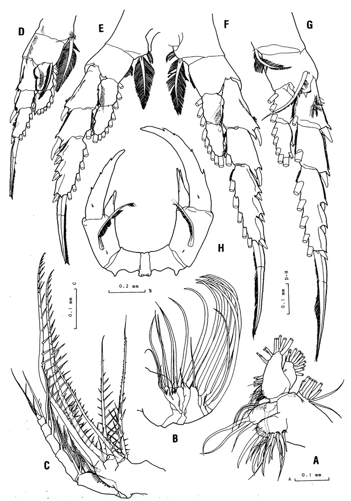 Espce Pontella rostraticauda - Planche 2 de figures morphologiques