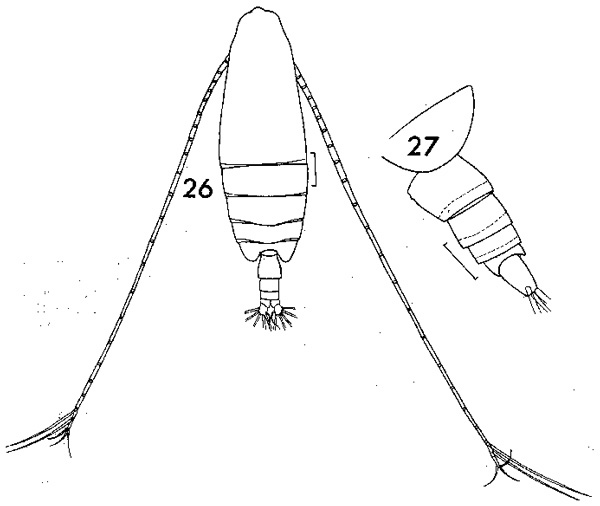 Espèce Neocalanus gracilis - Planche 5 de figures morphologiques