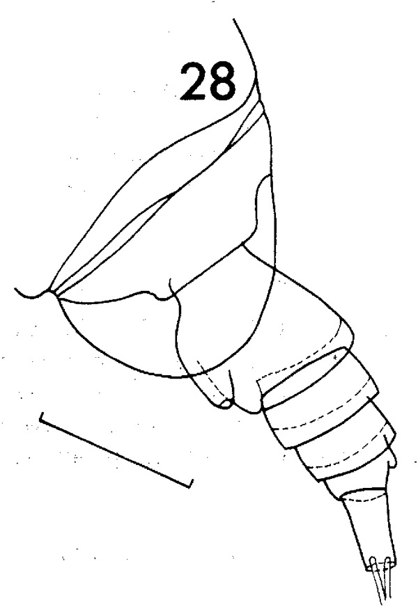 Espèce Nannocalanus minor - Planche 4 de figures morphologiques