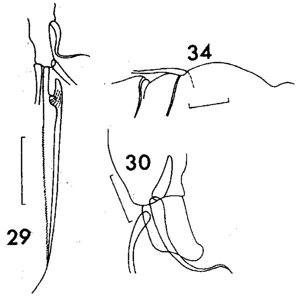 Espèce Neocalanus gracilis - Planche 4 de figures morphologiques