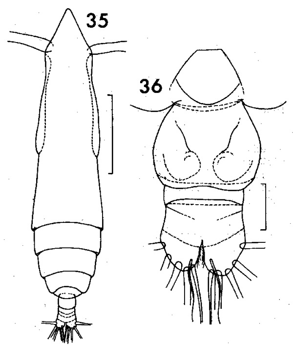 Espèce Subeucalanus longiceps - Planche 7 de figures morphologiques