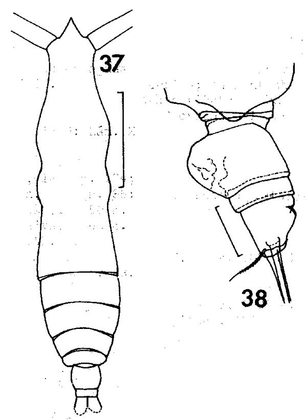 Species Pareucalanus sewelli - Plate 6 of morphological figures