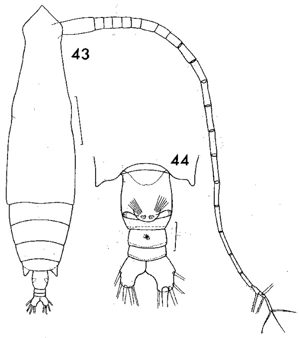 Espèce Eucalanus hyalinus - Planche 9 de figures morphologiques