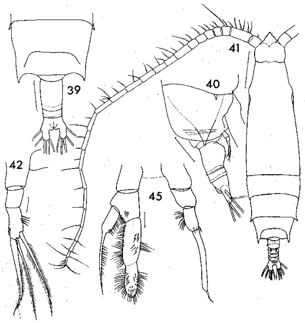 Species Rhincalanus gigas - Plate 3 of morphological figures