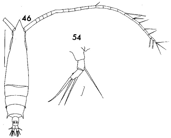 Species Rhincalanus nasutus - Plate 6 of morphological figures