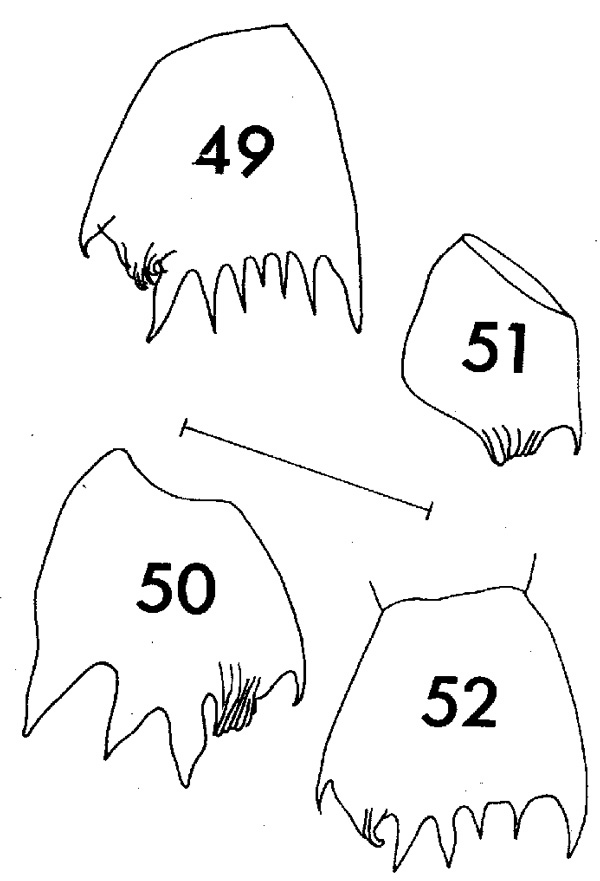 Species Clausocalanus ingens - Plate 7 of morphological figures