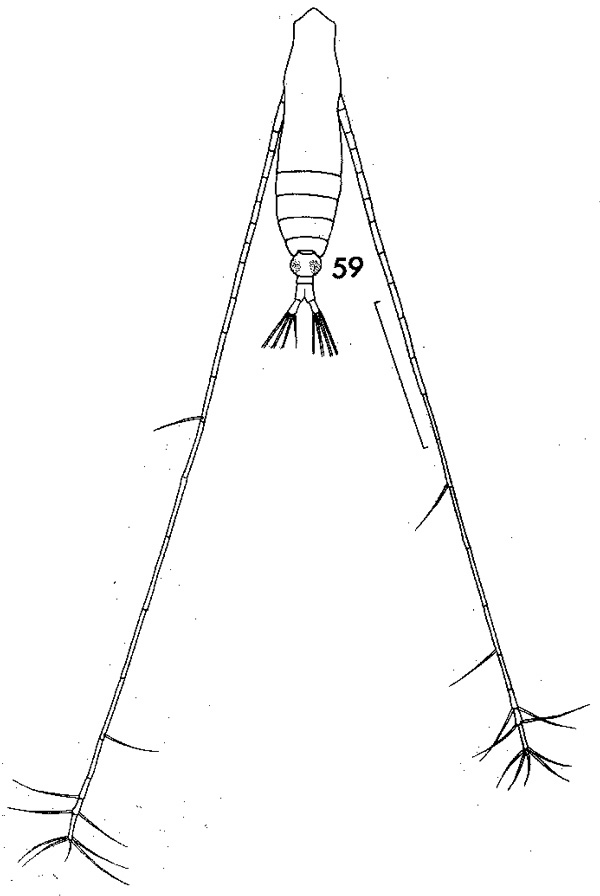 Espèce Mecynocera clausi - Planche 4 de figures morphologiques