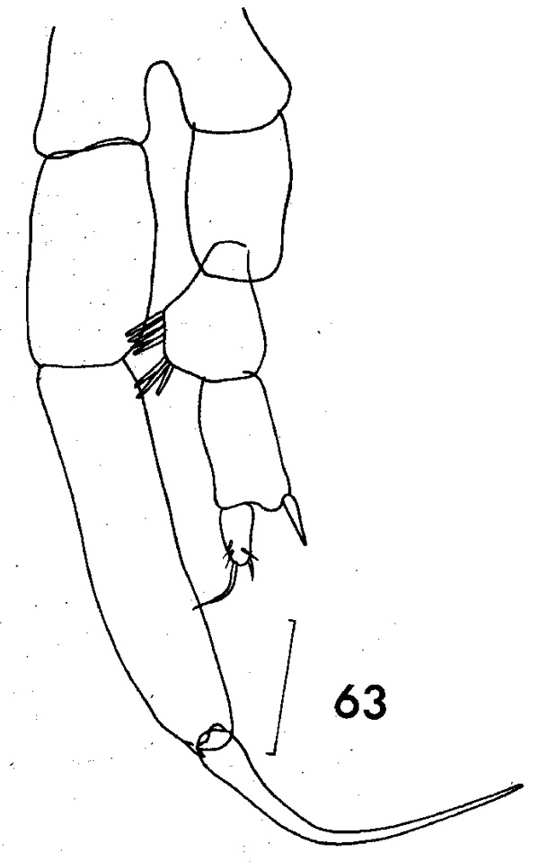 Espce Drepanopus forcipatus - Planche 3 de figures morphologiques