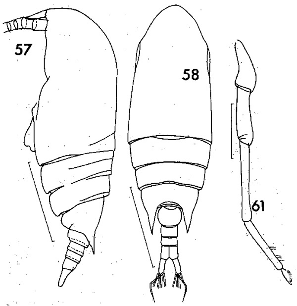 Espce Aetideus armatus - Planche 5 de figures morphologiques