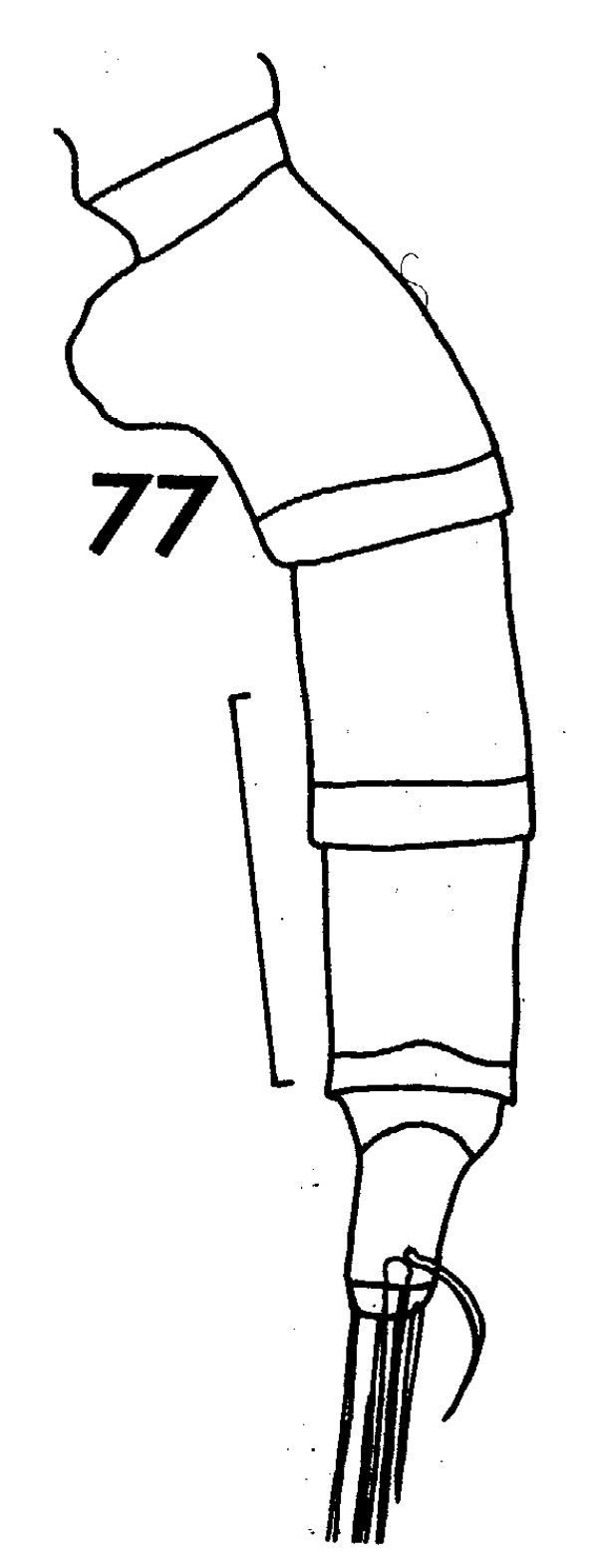 Espèce Euchaeta marina - Planche 7 de figures morphologiques