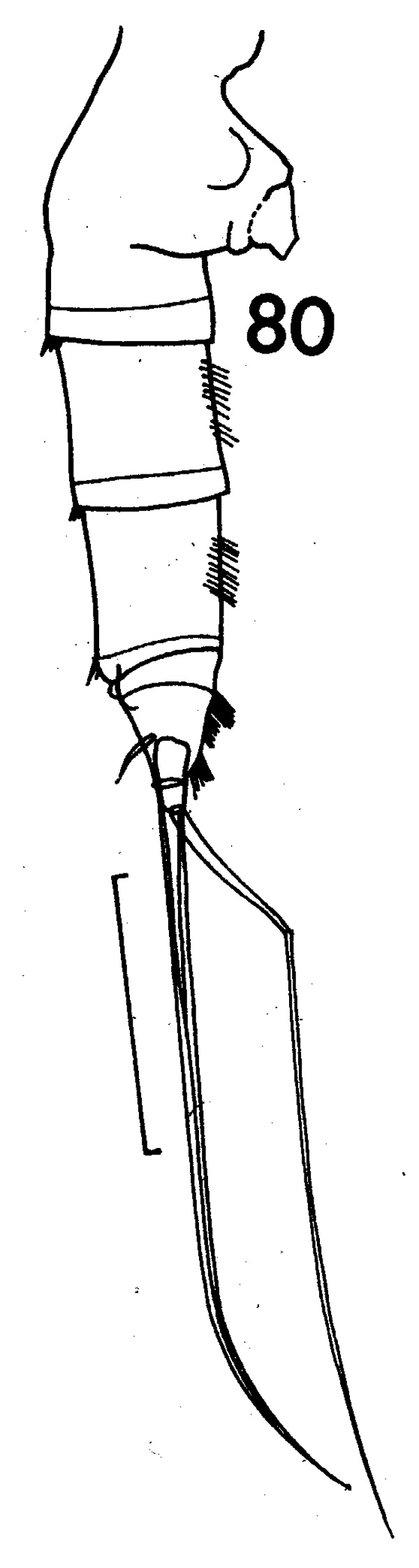 Espce Paraeuchaeta barbata - Planche 9 de figures morphologiques