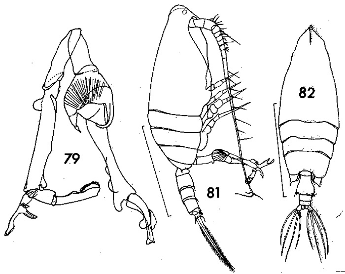 Espèce Scottocalanus securifrons - Planche 8 de figures morphologiques
