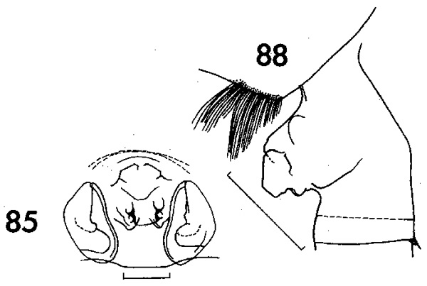 Espce Paraeuchaeta barbata - Planche 8 de figures morphologiques