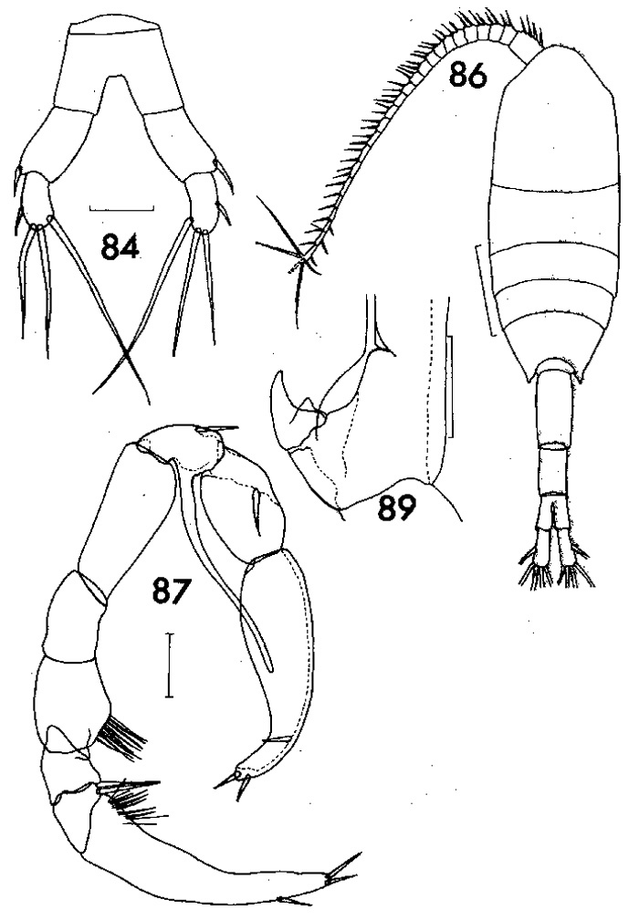 Species Metridia lucens - Plate 6 of morphological figures