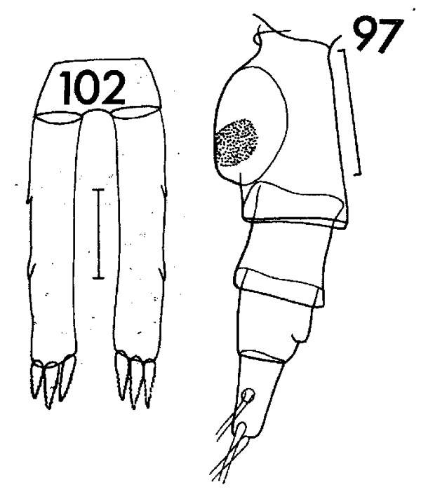 Espce Pleuromamma gracilis - Planche 3 de figures morphologiques