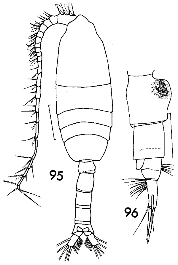 Espèce Pleuromamma robusta - Planche 6 de figures morphologiques