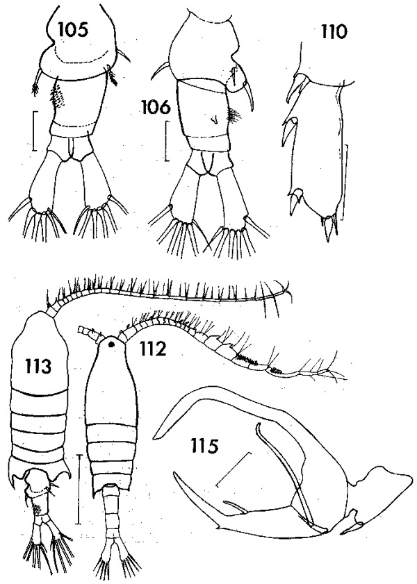 Espèce Centropages brachiatus - Planche 4 de figures morphologiques