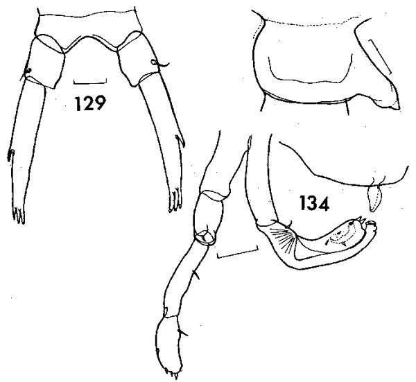 Espèce Candacia longimana - Planche 4 de figures morphologiques