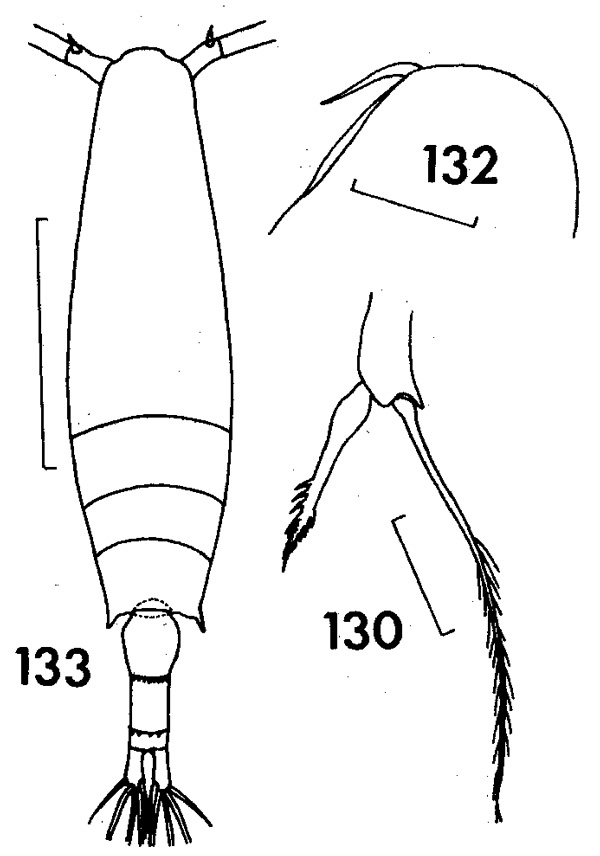Espèce Acartia (Acartia) danae - Planche 4 de figures morphologiques