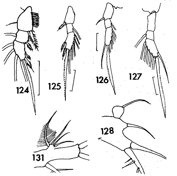 Espce Oithona atlantica - Planche 5 de figures morphologiques