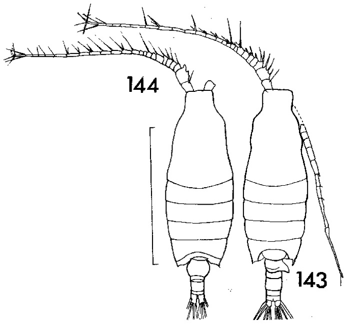 Species Candacia longimana - Plate 3 of morphological figures