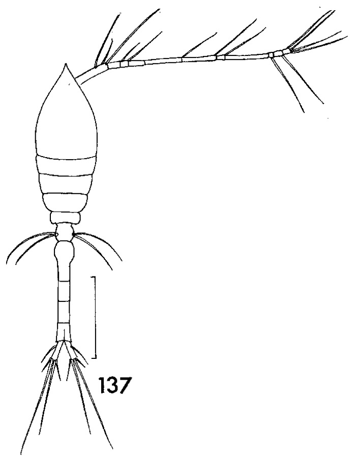 Species Oithona atlantica - Plate 4 of morphological figures