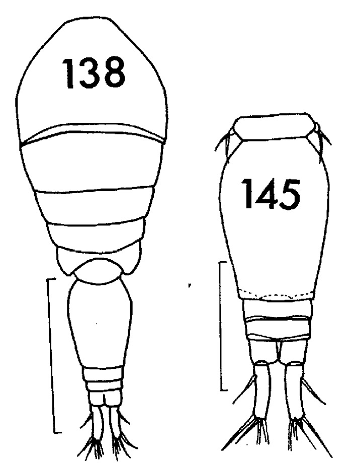 Espèce Oncaea venusta - Planche 2 de figures morphologiques