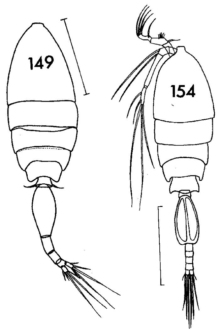 Espèce Conaea rapax - Planche 1 de figures morphologiques