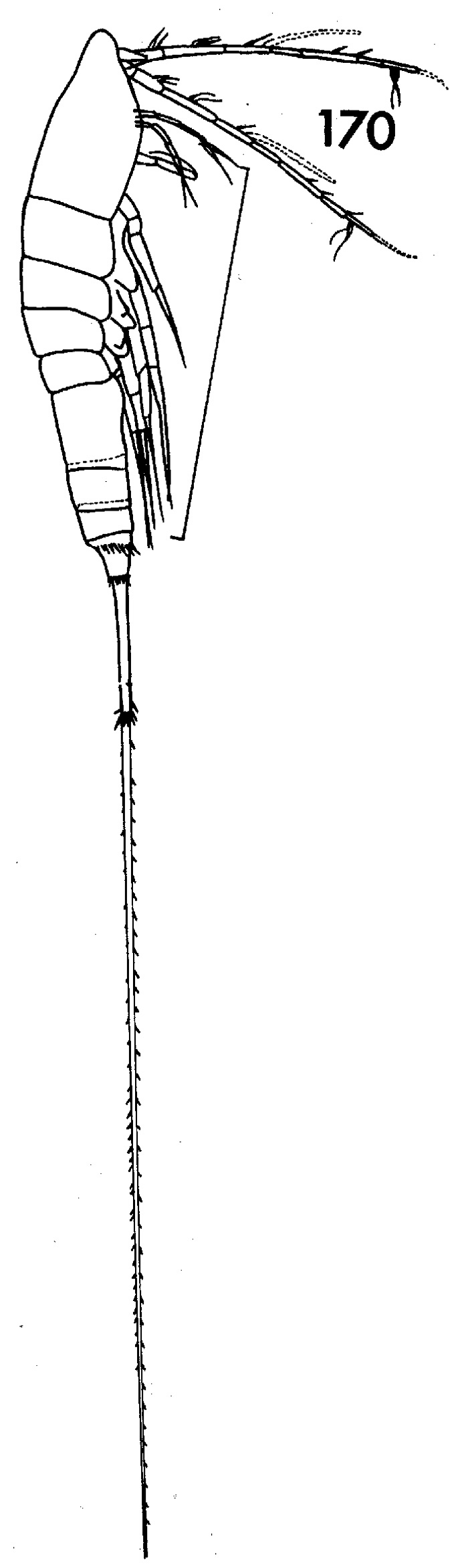 Espèce Macrosetella gracilis - Planche 1 de figures morphologiques