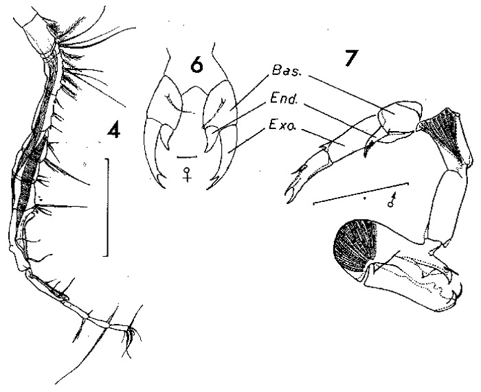 Espèce Labidocera fluviatilis - Planche 1 de figures morphologiques