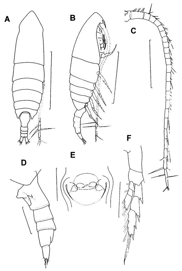Espèce Calanoides patagoniensis - Planche 3 de figures morphologiques