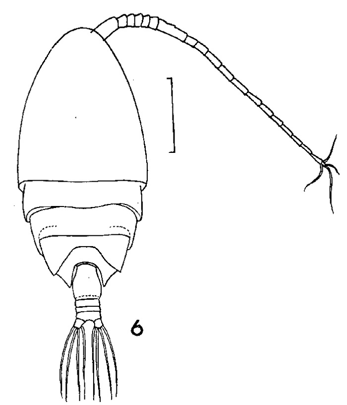 Espèce Scolecithrix danae - Planche 10 de figures morphologiques