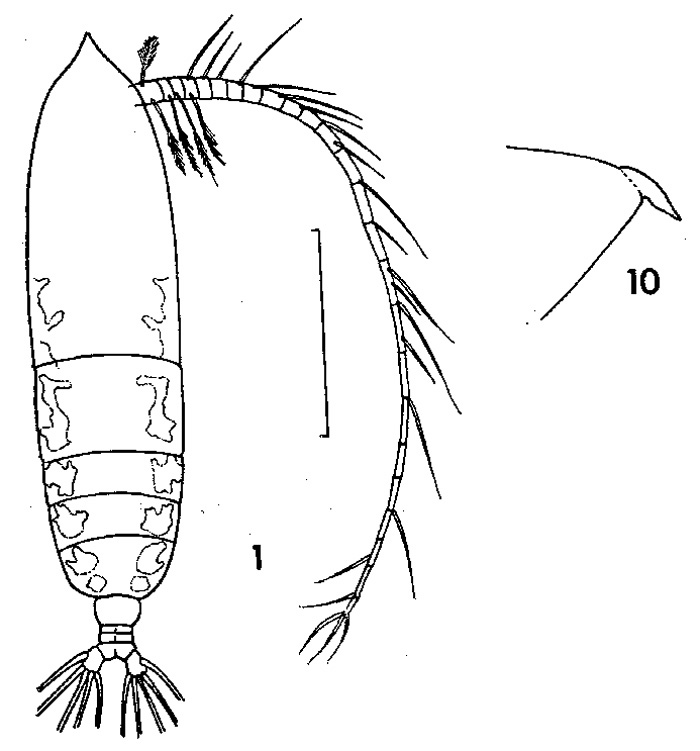 Species Haloptilus spiniceps - Plate 4 of morphological figures