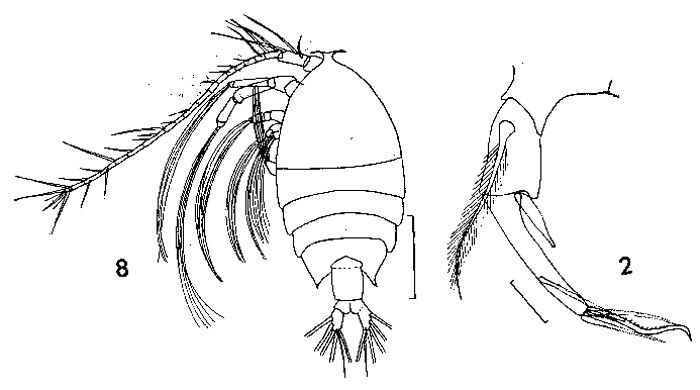 Espèce Pontellina plumata - Planche 4 de figures morphologiques