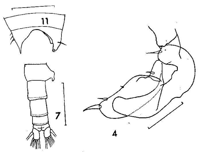 Species Candacia cheirura - Plate 9 of morphological figures