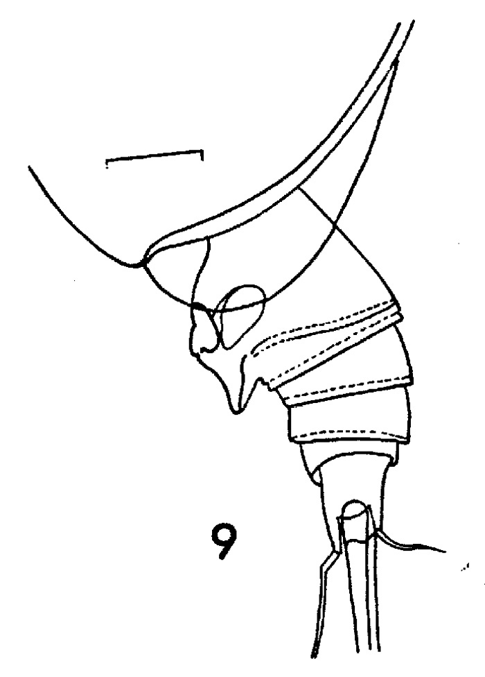 Espèce Scolecithrix danae - Planche 9 de figures morphologiques