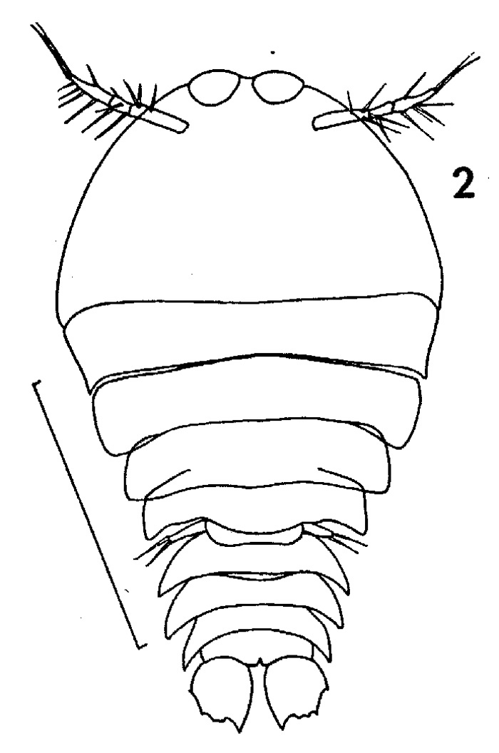Espce Sapphirina opalina - Planche 1 de figures morphologiques