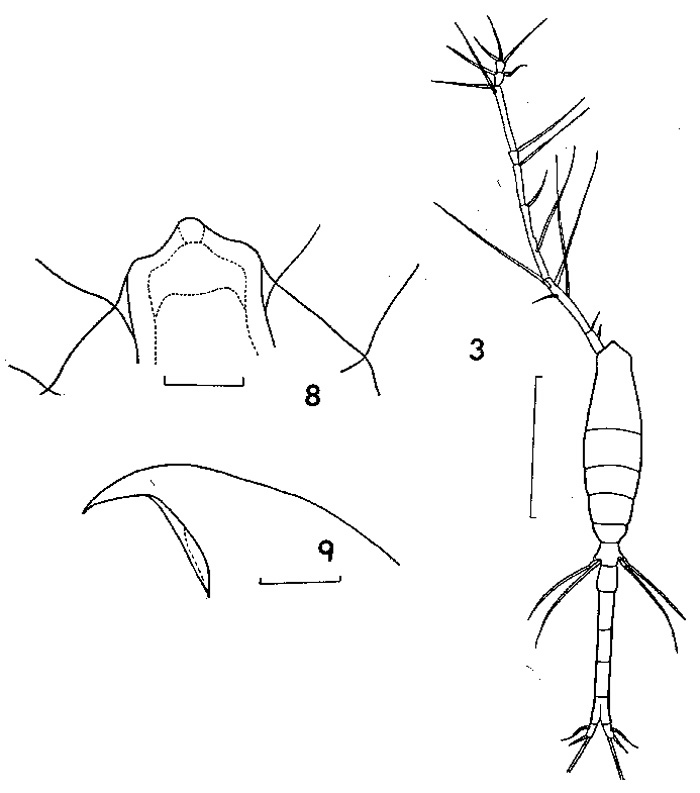Espèce Oithona tenuis - Planche 1 de figures morphologiques