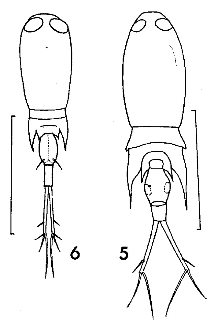 Espce Corycaeus (Corycaeus) speciosus - Planche 2 de figures morphologiques
