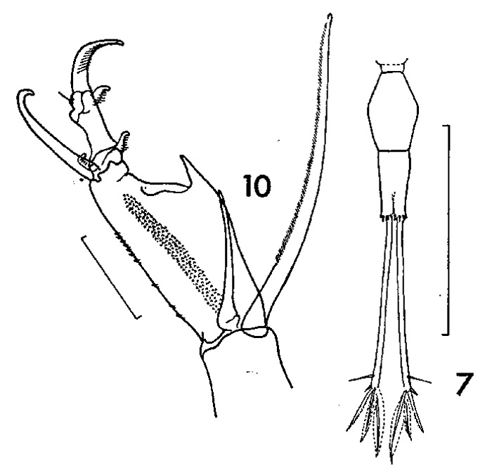 Species Corycaeus (Urocorycaeus) lautus - Plate 2 of morphological figures