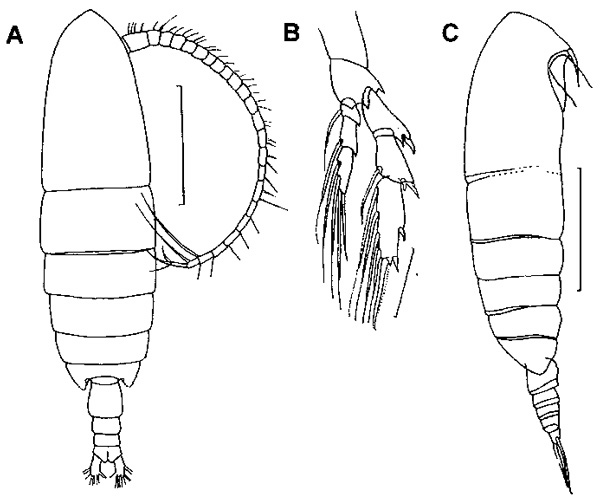 Espce Calanoides carinatus - Planche 3 de figures morphologiques