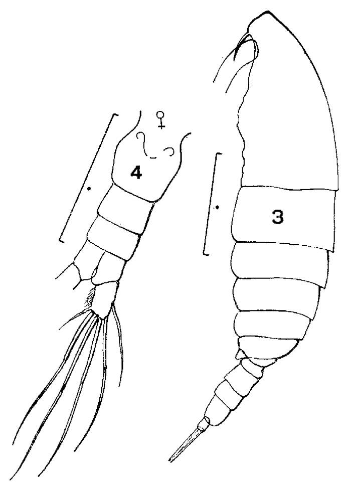 Espce Calanoides carinatus - Planche 4 de figures morphologiques