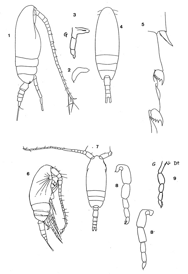 Espèce Ctenocalanus vanus - Planche 1 de figures morphologiques