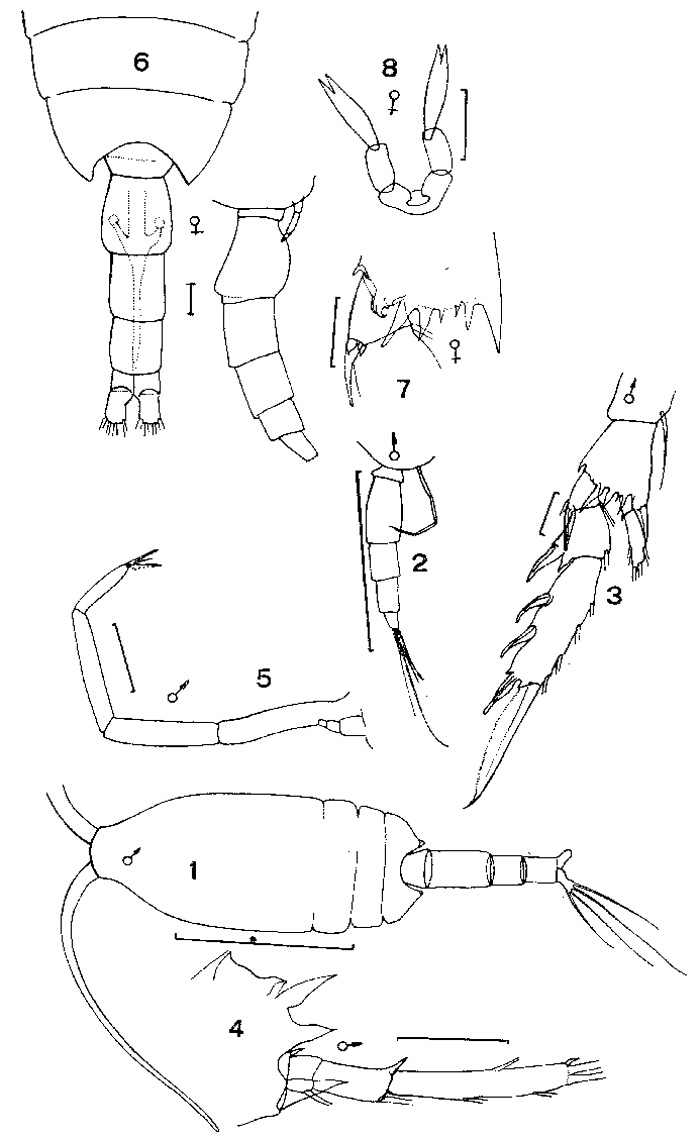 Espèce Clausocalanus arcuicornis - Planche 5 de figures morphologiques