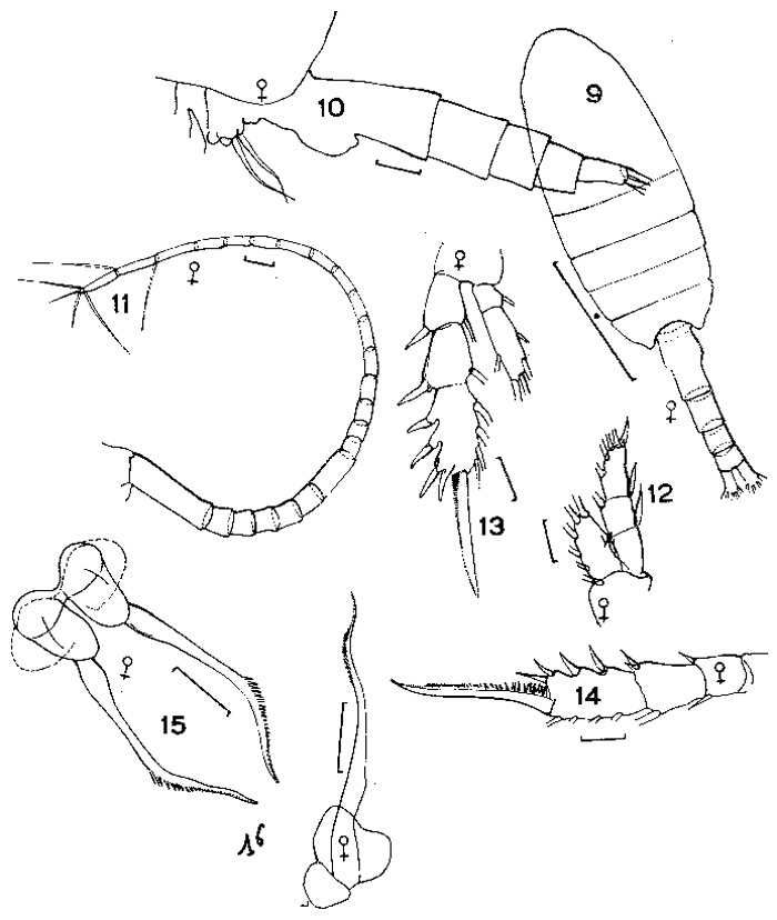 Espce Drepanopus forcipatus - Planche 5 de figures morphologiques