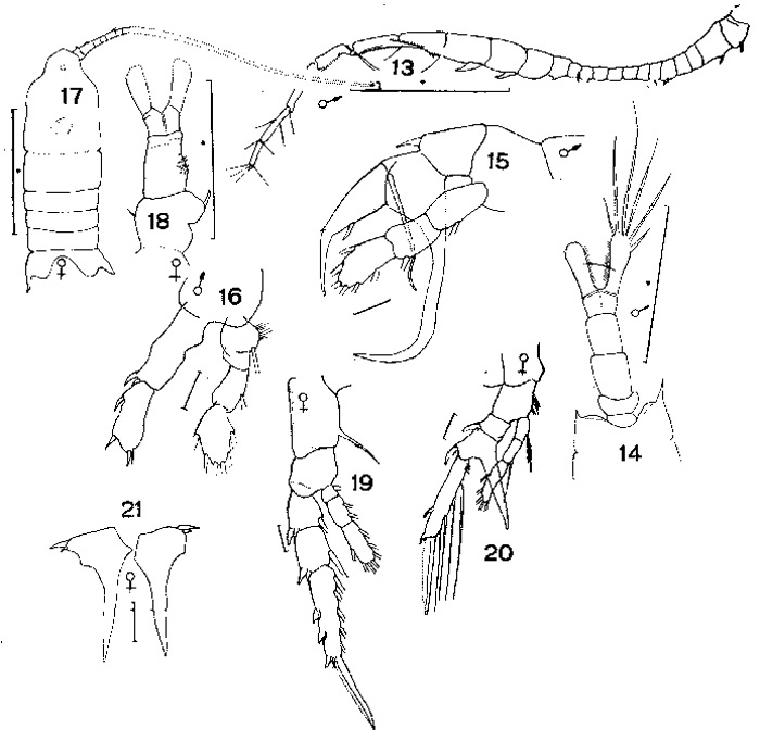 Species Centropages brachiatus - Plate 5 of morphological figures