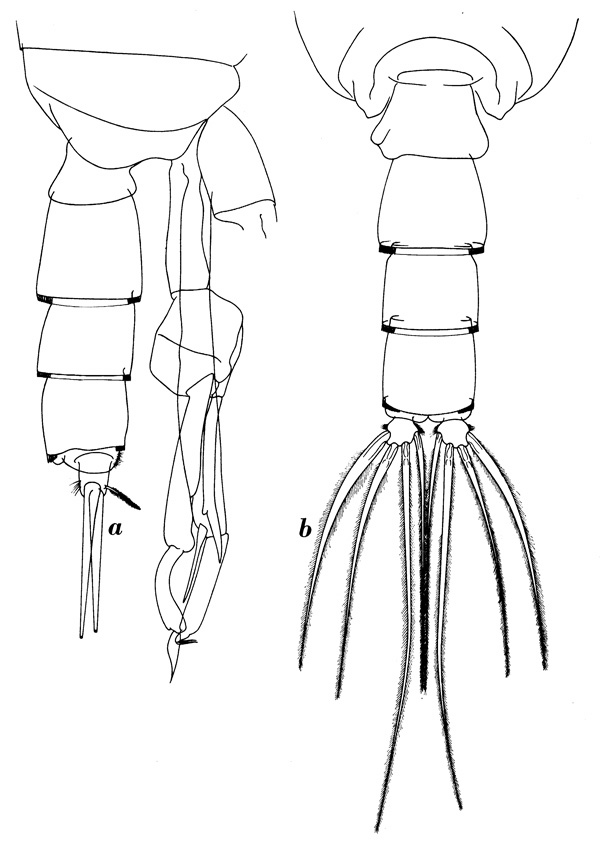 Espèce Scottocalanus persecans - Planche 4 de figures morphologiques