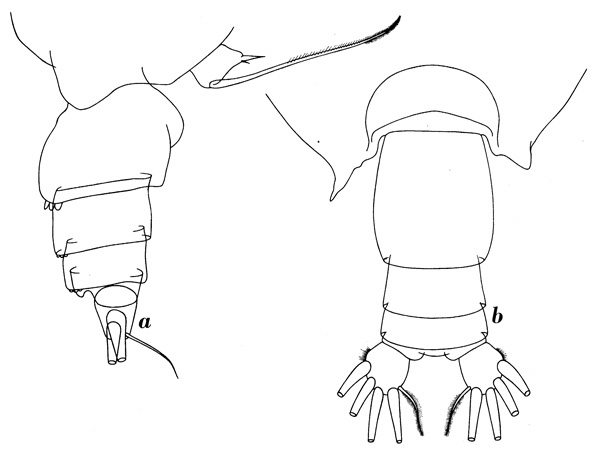 Espce Scottocalanus helenae - Planche 7 de figures morphologiques