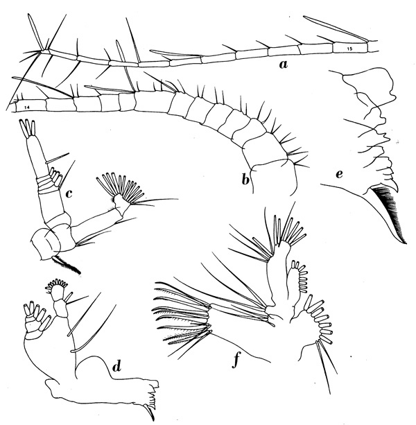 Species Scottocalanus helenae - Plate 9 of morphological figures